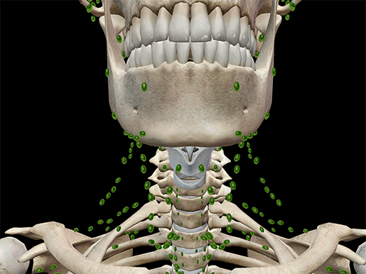 Lymph-nodes-lymphatic-system-immune-anatomy